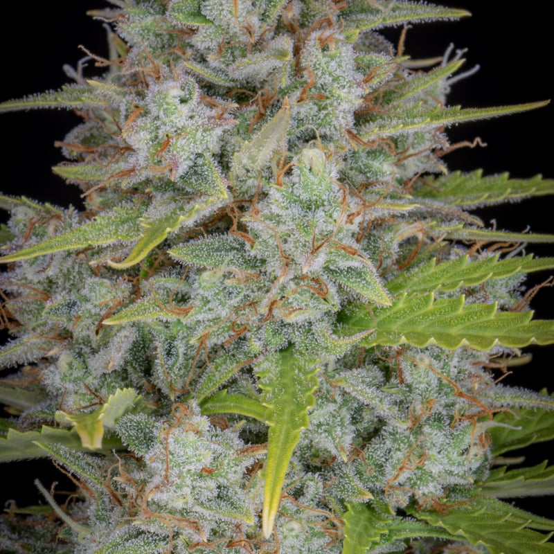 Orange Sherbet Auto Seeds - Fast Buds Autoflowering Cannabis