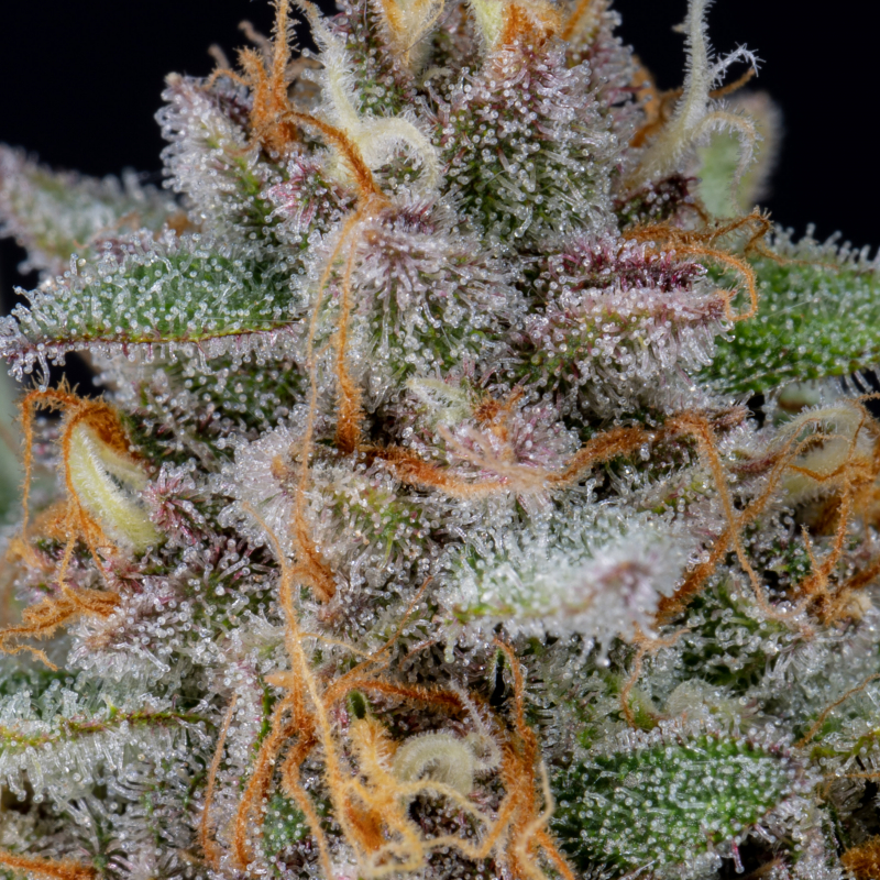 Strawberry Pie Auto Seeds Fast Buds Autoflowering Cannabis