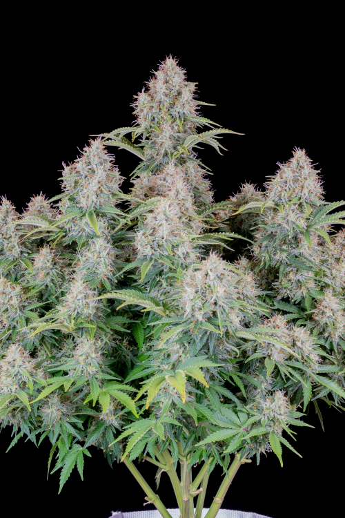 Original Cinderella Auto