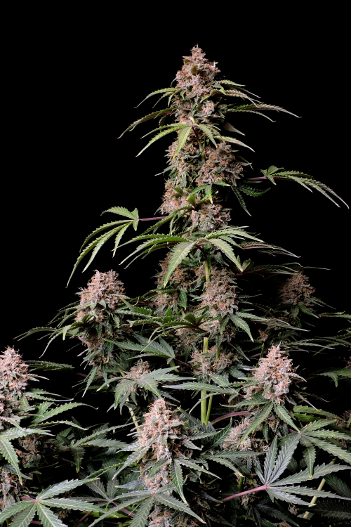 Amnesia Zkittlez Auto