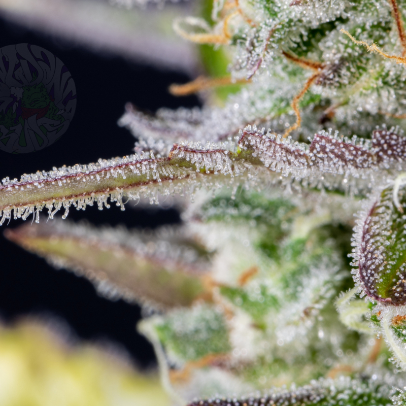 Wedding Cheesecake Auto Feminisierte Samen FastBuds Autoflowering