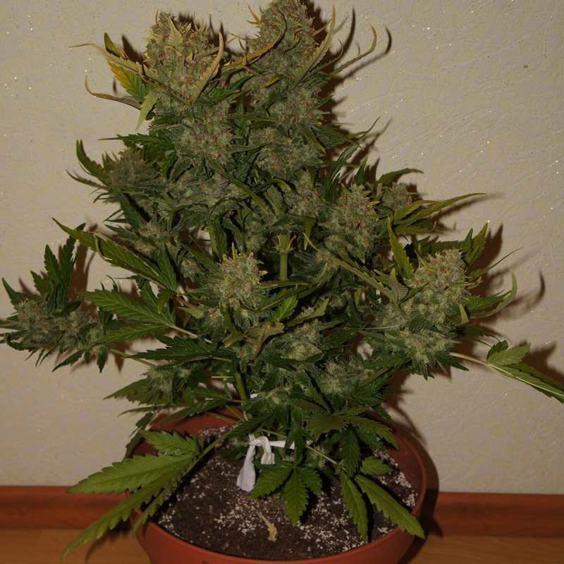 Pineapple Express Auto Seeds Fast Buds Autoflowering Cannabis