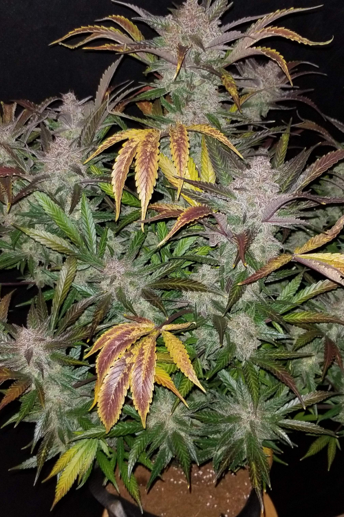Cream Cookies