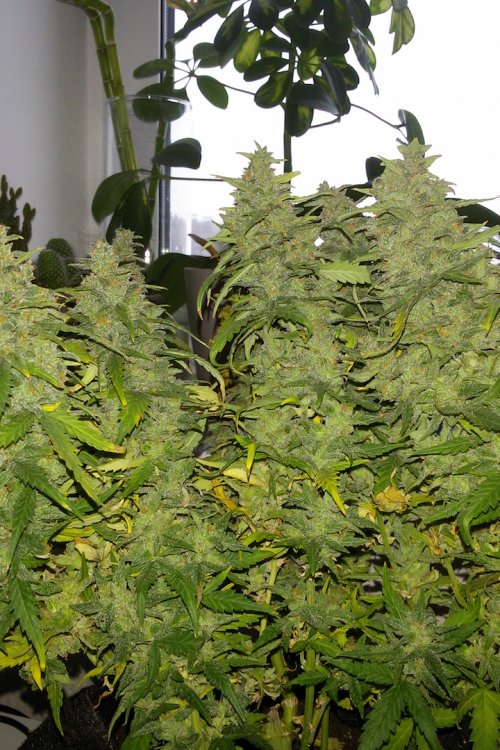 G14