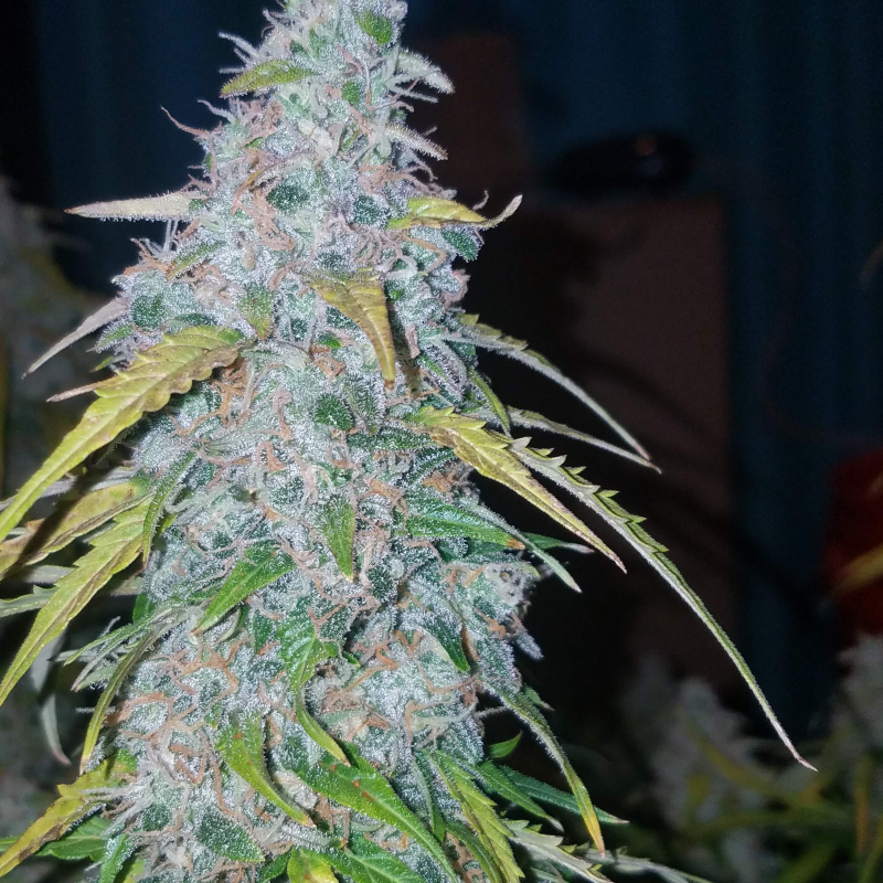 Auto shooting. Автоцвет g 14 fast Buds. Six Shooter сорт. Сикс шутер автоцвет. Six Shooter Харвест