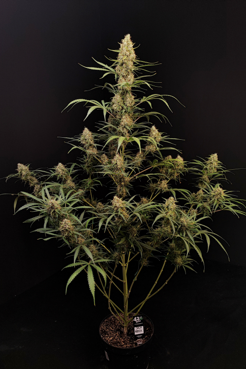 Original Auto Jack Herer