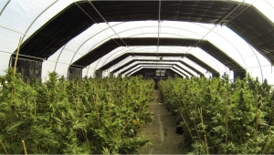 Técnica de privación de luz para el cultivo de cannabis