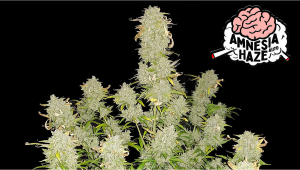 Amnesia Haze Auto Cannabis Strain Week-by-Week Guide