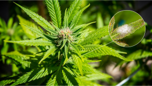 Moisissure sur les plantes de cannabis: Tout ce que vous devez savoir !
