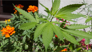 Plantas complementarias para el cultivo de cannabis