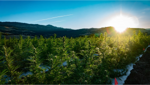 How To Grow Autoflowering Cannabis Seeds Outdoors