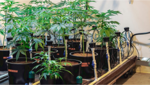 Was ist eine Hydrokultur und wie wird Cannabis darin angebaut?