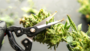 Guía de recorte: cómo recortar las flores de cannabis