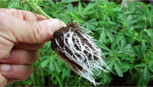 Cómo mejorar el crecimiento de las plantas de cannabis con micorrizas