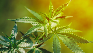 Cannabis Foglie Arricciate: Cause e Rimedi