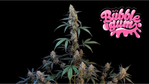BubbleGum Auto Cannabis Strain Week-by-Week Guide