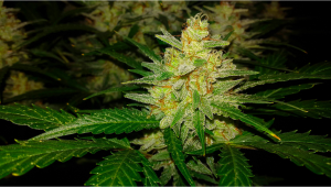 Histoire de la souche: Sour Diesel