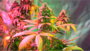 História De La Cepa: White Widow