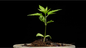 Problemas comunes de las plántulas de cannabis y cómo solucionarlos