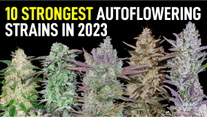 Top 10 Strongest Cannabis Autoflowering Strains In 2023 - Highest Thc 