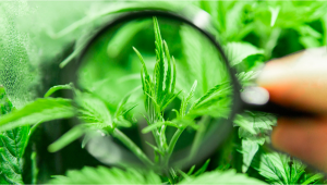 Topping VS Fimming - Cosè Meglio per la tua Autofiorente?