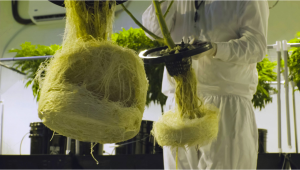 How to Grow Autoflowering Cannabis Plants in a Hydroponic Setup