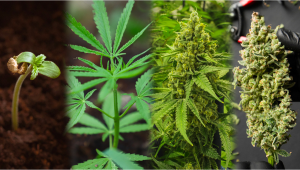 Wie lange brauchen Autoflower von der Aussaat bis zur Ernte?