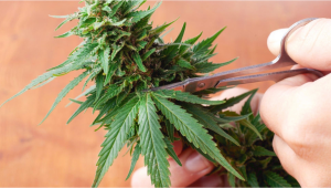 Was tun mit Cannabis-Verschnitt und Fächerblättern?