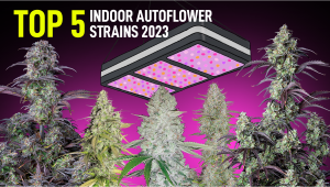 The Top 5 Best Indoor Autoflower Strains | Fast Buds