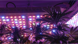 Can You Grow Autoflowers With LEDs? | Fast Buds