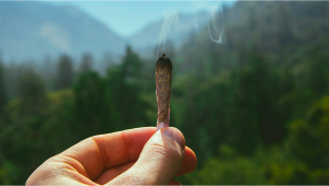 Canna Voyages: Pays favorables aux cannabis.