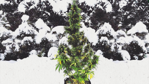 Top 10 Autoflowering Cannabis Strains For Cold Climates (2023)