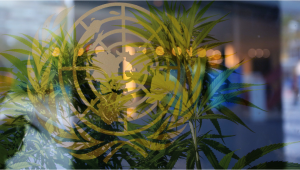 Las Naciones Unidas recomiendan prohibir la publicidad del cannabis