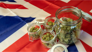 Top 10 Best Outdoor Autoflower Seeds UK 2023