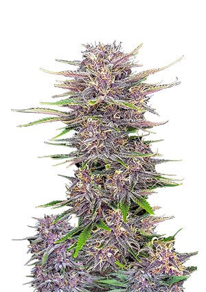 Banana Purple Punch Auto
