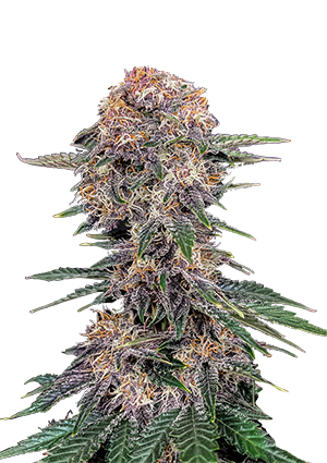 Cherry Cola Auto