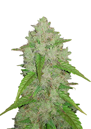 Amnesia Haze Auto