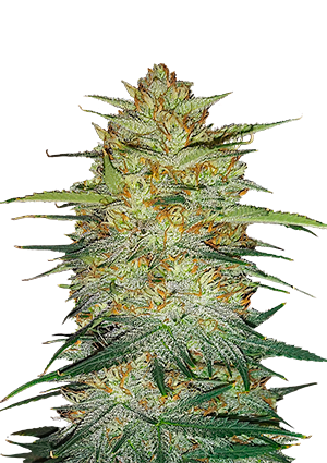 OG Kush Auto