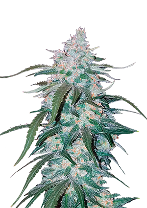 Pineapple Express Auto
