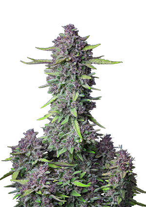 Purple Punch Auto