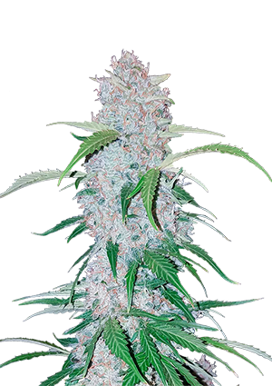 Six Shooter Auto