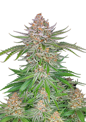Strawberry Pie Auto
