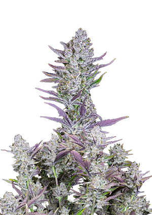 Wedding Glue Auto