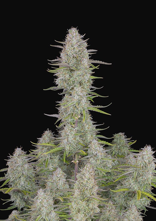 Cannabis Seeds - Buy Autoflowering Weed Seeds | Fast Buds