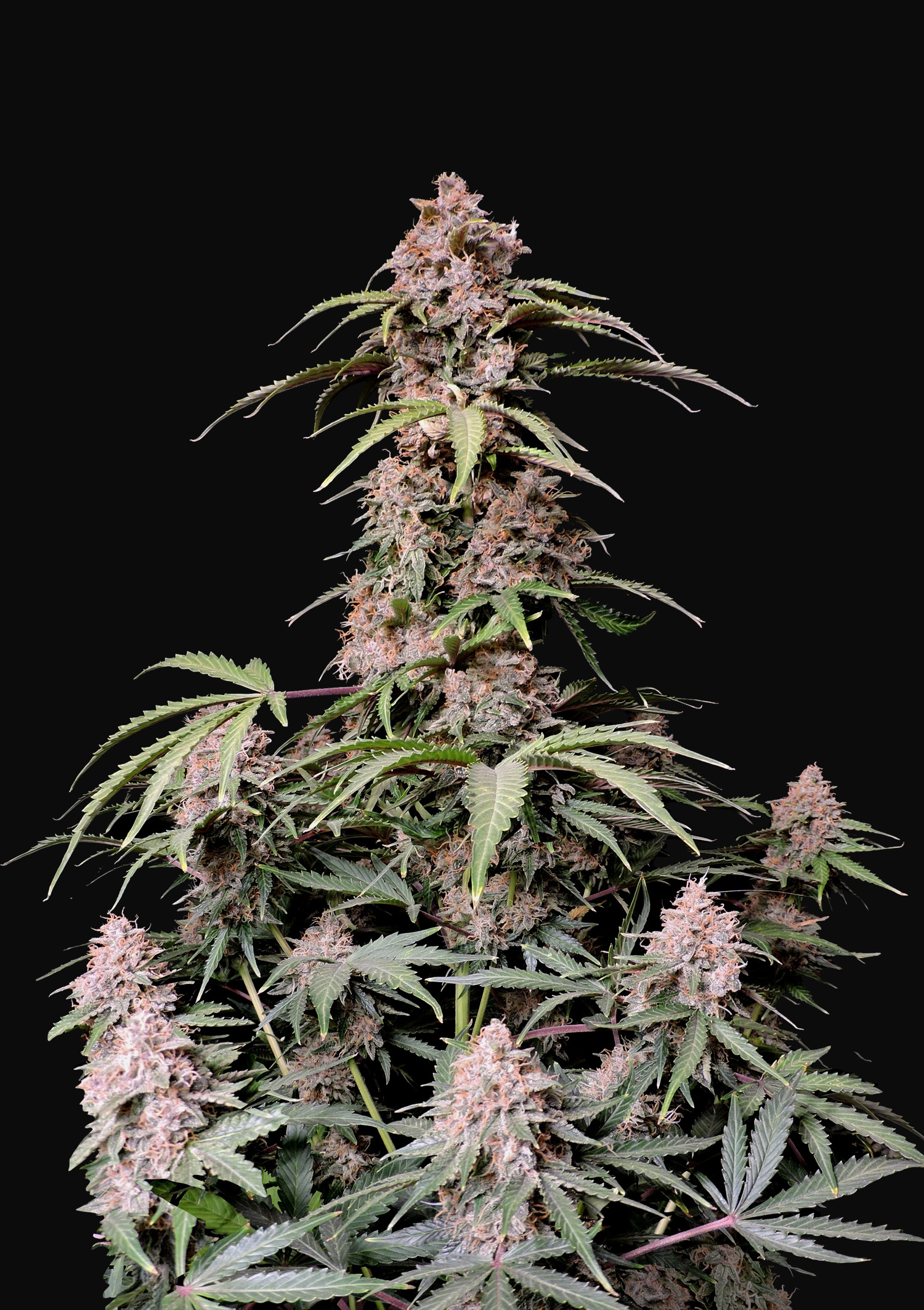 Buy Amnesia Zkittlez Auto Cannabis Seeds | Fast Buds